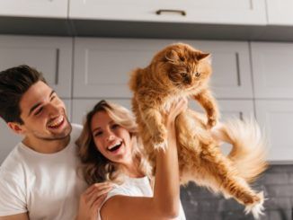 Día Internacional del Gato: cómo protegerlo frente a la artrosis