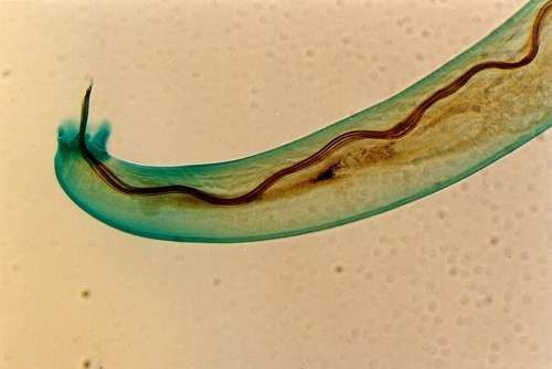 gusano pulmonar