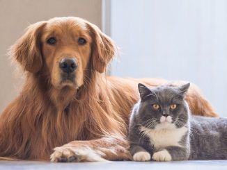 Nace OzoVet un proyecto gallego de Laboratorios Ozoaqua que apuesta por la innovación en el cuidado de las mascotas