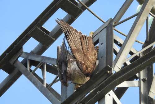 mueren las aves
