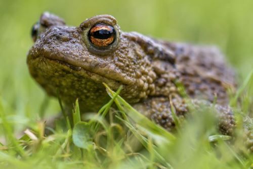ANFIBIOS