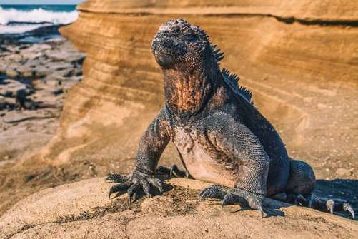 iguana