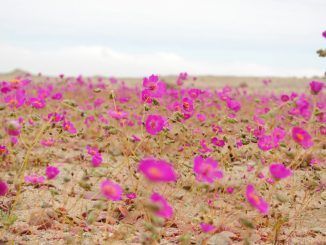 La lluvia en Atacama es una maravilla: así es el increíble fenómeno del «desierto florido»