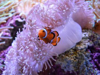Hemos perdido 11.700 km² de coral en 10 años: el calentamiento de los océanos sigue siendo un azote, según un estudio