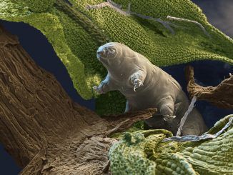 Se ha descubierto nueva especie de tardígrado: es un fósil con alto nivel de conservación único en su categoría