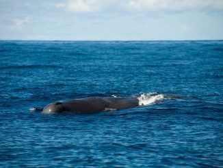 Inteligencia artificial para hablar con las ballenas: así es el proyecto de ‘deep learning’ para entender la comunicación de los cachalotes