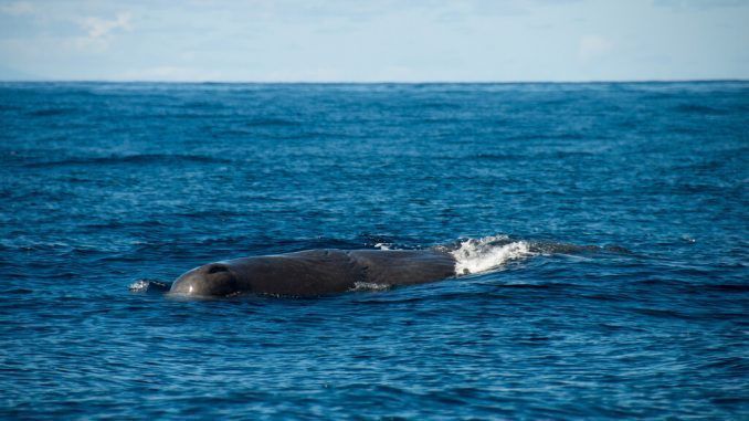 Inteligencia artificial para hablar con las ballenas: así es el proyecto de ‘deep learning’ para entender la comunicación de los cachalotes