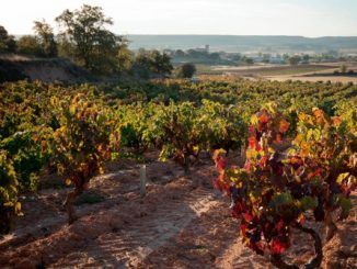 6 propuestas de vino, cultura y naturaleza junto al cauce del Duero