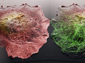 Esta nueva técnica de microscopía nos muestra las células como nunca las habíamos visto