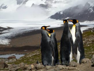 En 2017, casi un millón de pingüinos rey desaparecieron sin dejar rastro de la mayor colonia del planeta: un equipo de investigadores viajó «al fin del mundo» para encontrarlos
