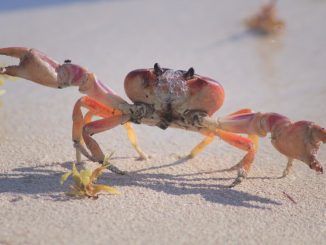 Tratar como animales conscientes a pulpos y cangrejos: Reino Unido modifica la Ley de Bienestar animal para incluirlos
