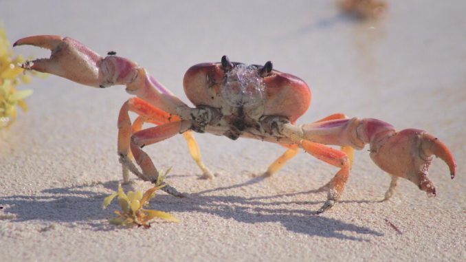 Tratar como animales conscientes a pulpos y cangrejos: Reino Unido modifica la Ley de Bienestar animal para incluirlos