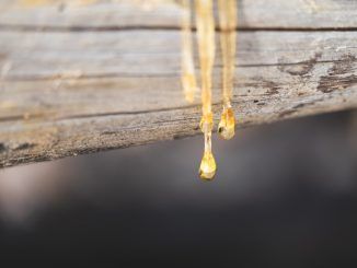 El «oro líquido» que esconden los bosques españoles: así es la tecnología centenaria que quiere convertirse en el petróleo del futuro