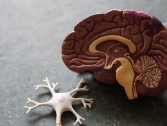 El misterio de las mitocondrias que escondía la llave del desarrollo del párkinson: estos españoles acaban de dar un paso decisivo para entenderlo
