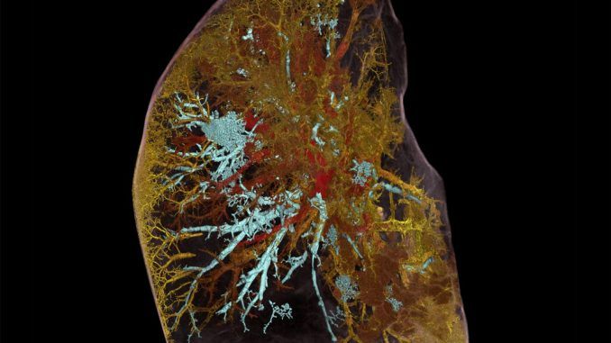 Human Organ Atlas: utilizan los rayos X más brillantes del mundo para crear un mapa de nuestros órganos con una precisión nunca vista