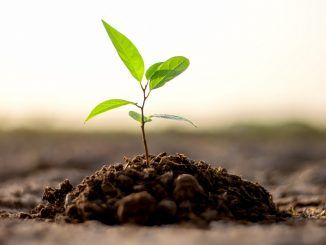 «Ni se os ocurra plantar millones de árboles»: por qué el proyecto del COP26 contra la deforestación puede ser un fracaso