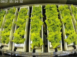 El reto de cómo alimentarse en Marte se estudia en Barcelona: así es MELiSSA, el proyecto para hacer crecer biomasa comestible en el espacio