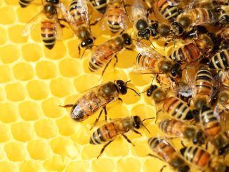 La distancia social por epidemia no es sólo cosa de humanos: las hormigas y las abejas también hacen cuarentena cuando enferman