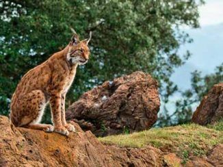 En busca del lince ibérico, un safari de lujo sin tiros
