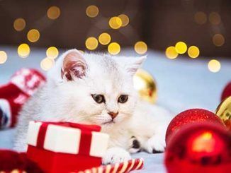 Navidad y mascotas: riesgos a evitar durante las fiestas