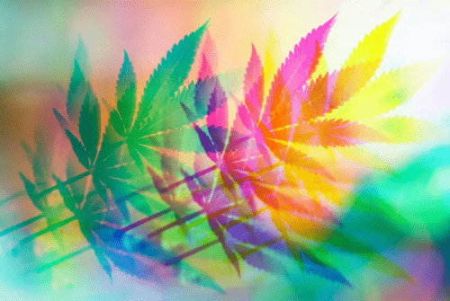 cannabis