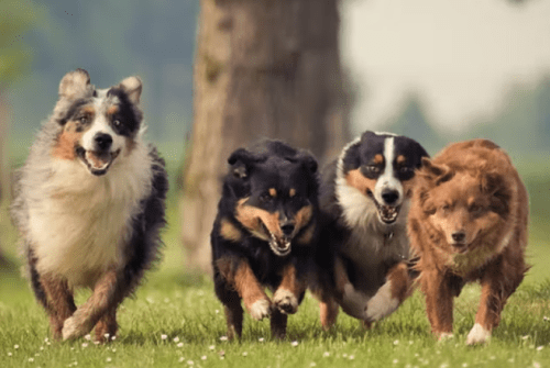 perros