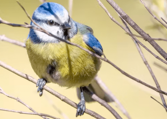aves-pajaro